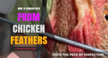 Effective Methods to Remove Nits from Chicken Feathers Easily
