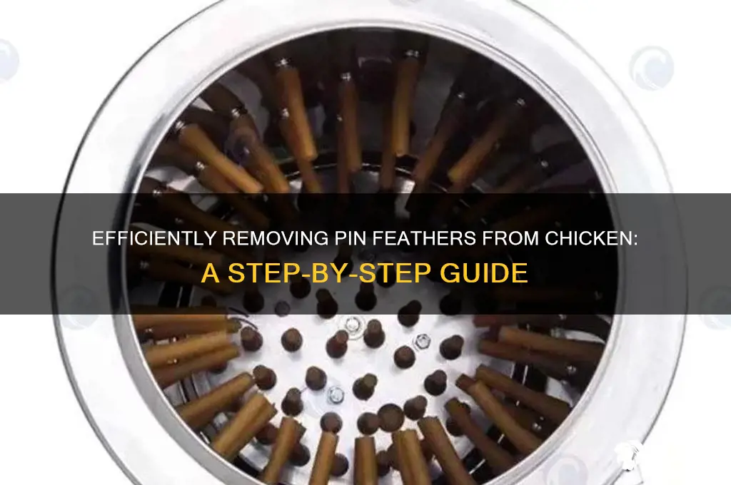 how to remove pin feathers from a chicken