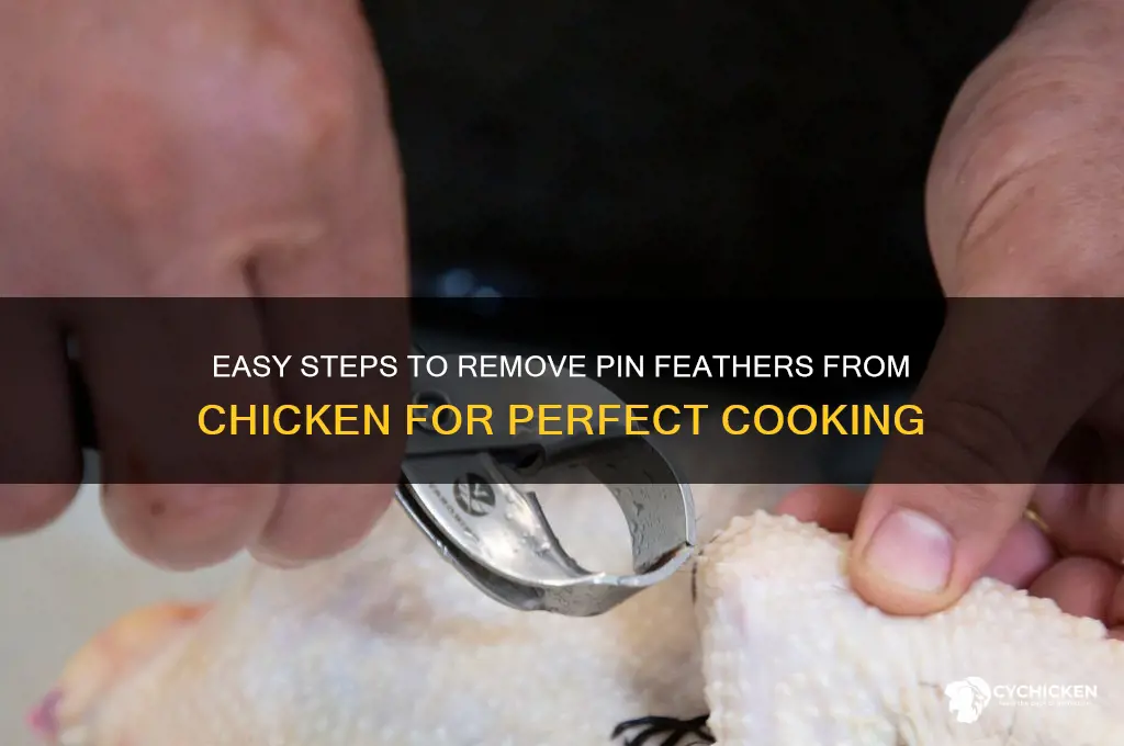 how to remove pin feathers from chicken