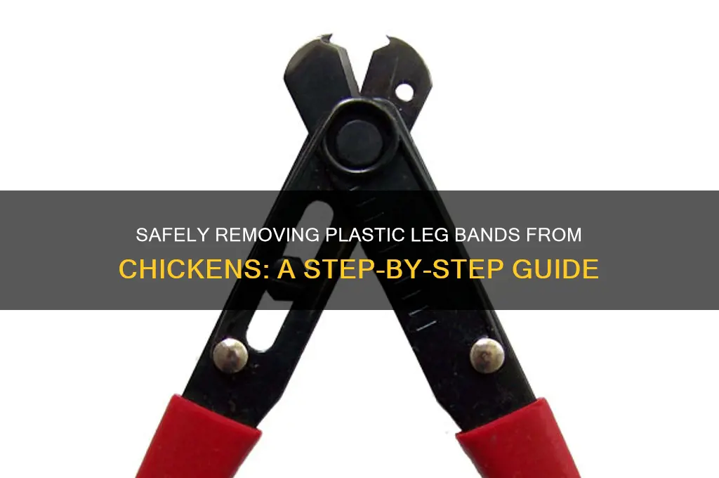 how to remove plastic leg band from chicken