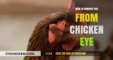 Effective Steps to Safely Remove Pus from a Chicken's Eye