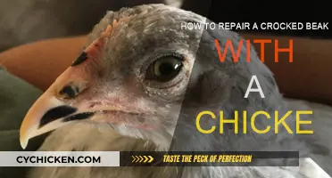 Repairing a Chicken's Beak: A Step-by-Step Guide