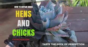 Reviving Dried Hens and Chicks: Simple Steps to Restore Your Succulents