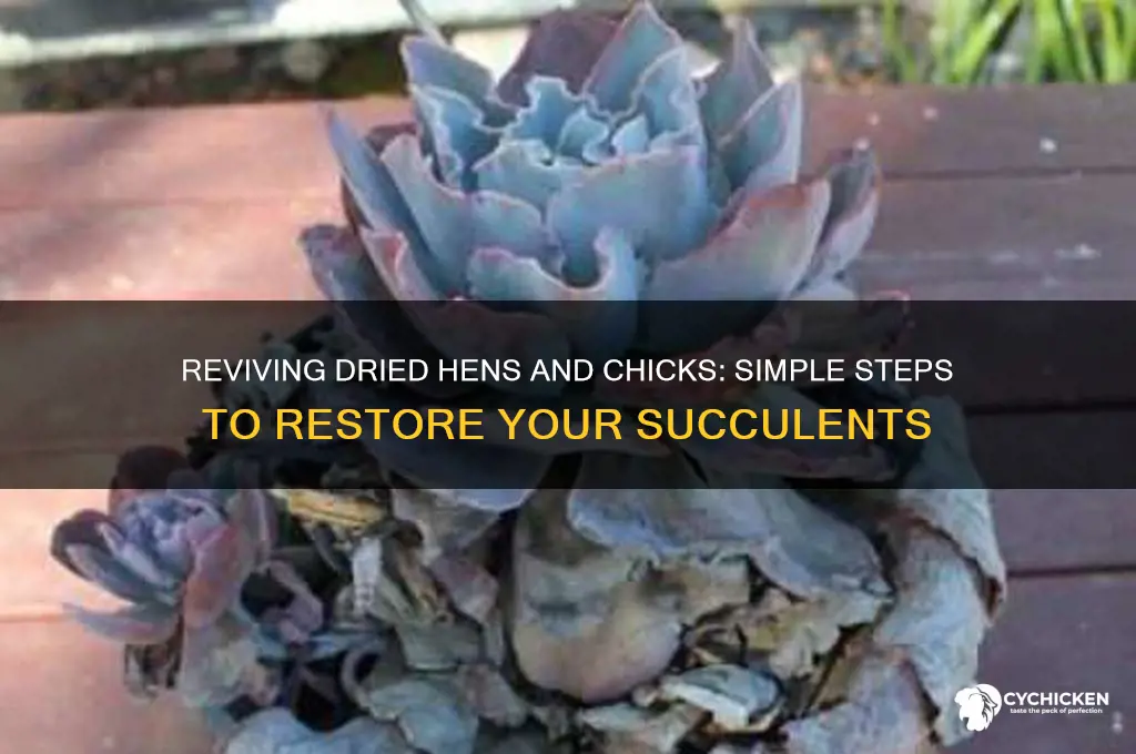 how to repair dried hens and chicks