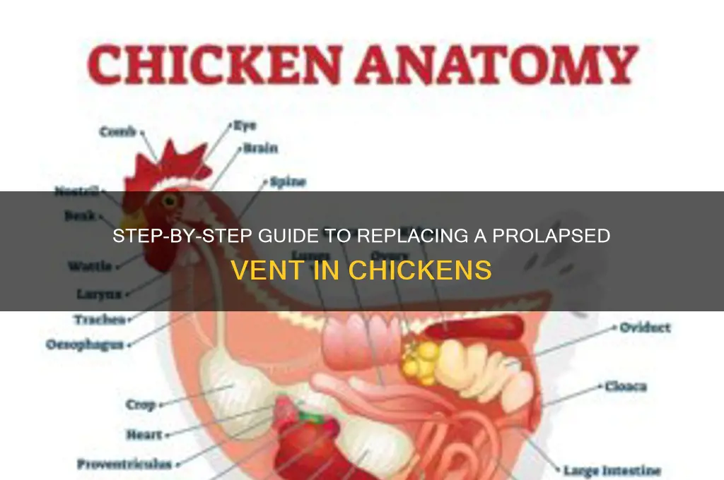how to replace prolapse vent in chicken