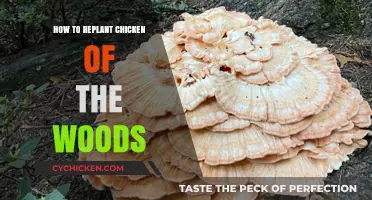 Replanting Chicken of the Woods: A Step-by-Step Guide for Success