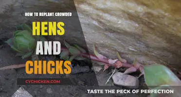 Replanting Crowded Hens and Chicks: A Step-by-Step Propagation Guide