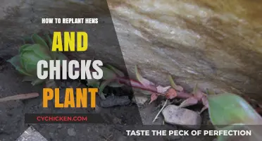 Replanting Hens and Chicks: A Step-by-Step Guide for Success