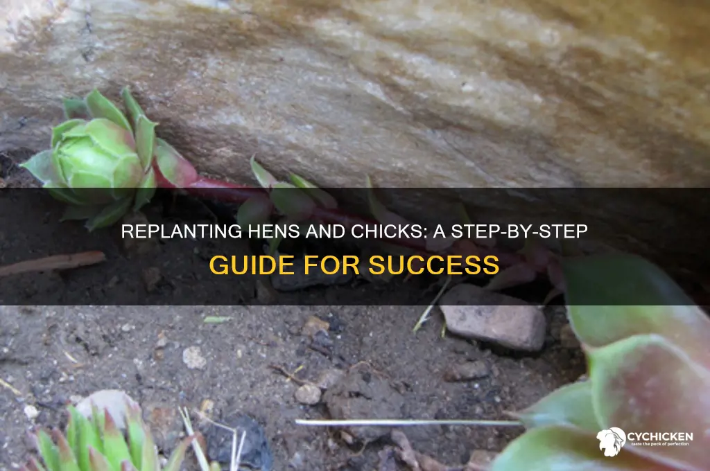 how to replant hens and chicks plant