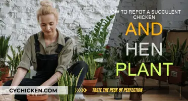 Repotting Succulent Chicken and Hen Plants: A Step-by-Step Guide
