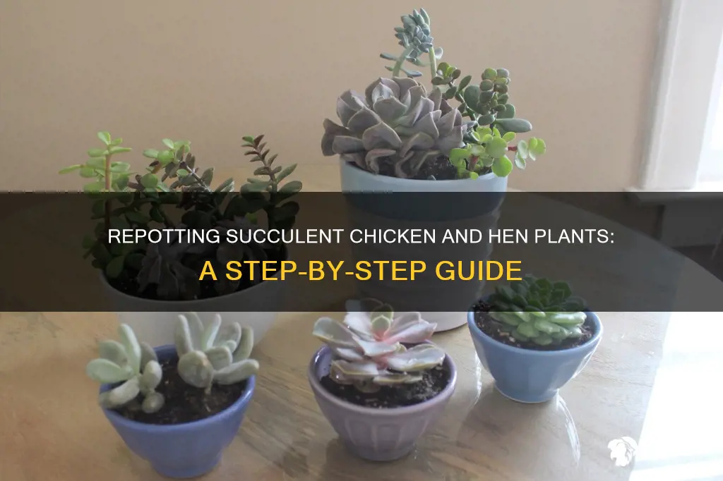 how to repot a succulent chicken and hen plant