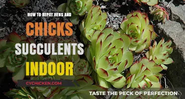 Repotting Hens and Chicks Succulents Indoors: A Step-by-Step Guide