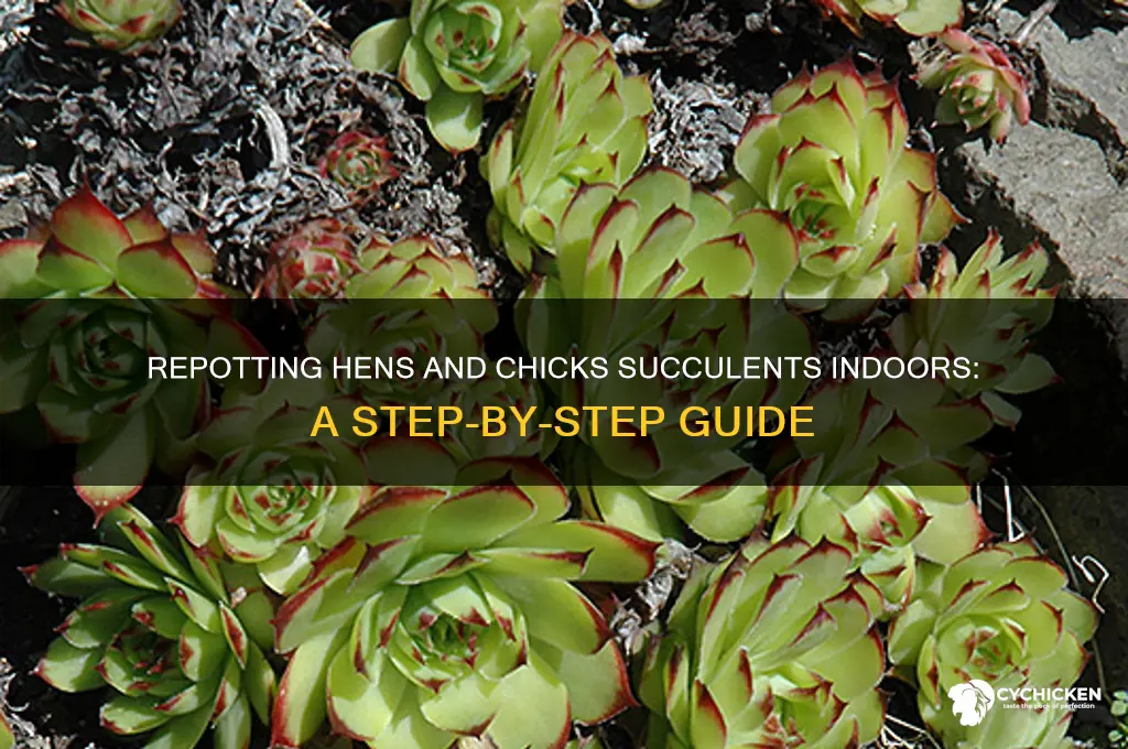how to repot hens and chicks succulents indoor