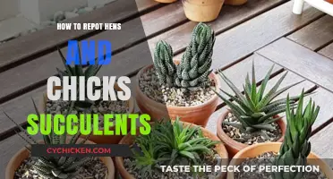 Repotting Hens and Chicks Succulents: A Step-by-Step Guide