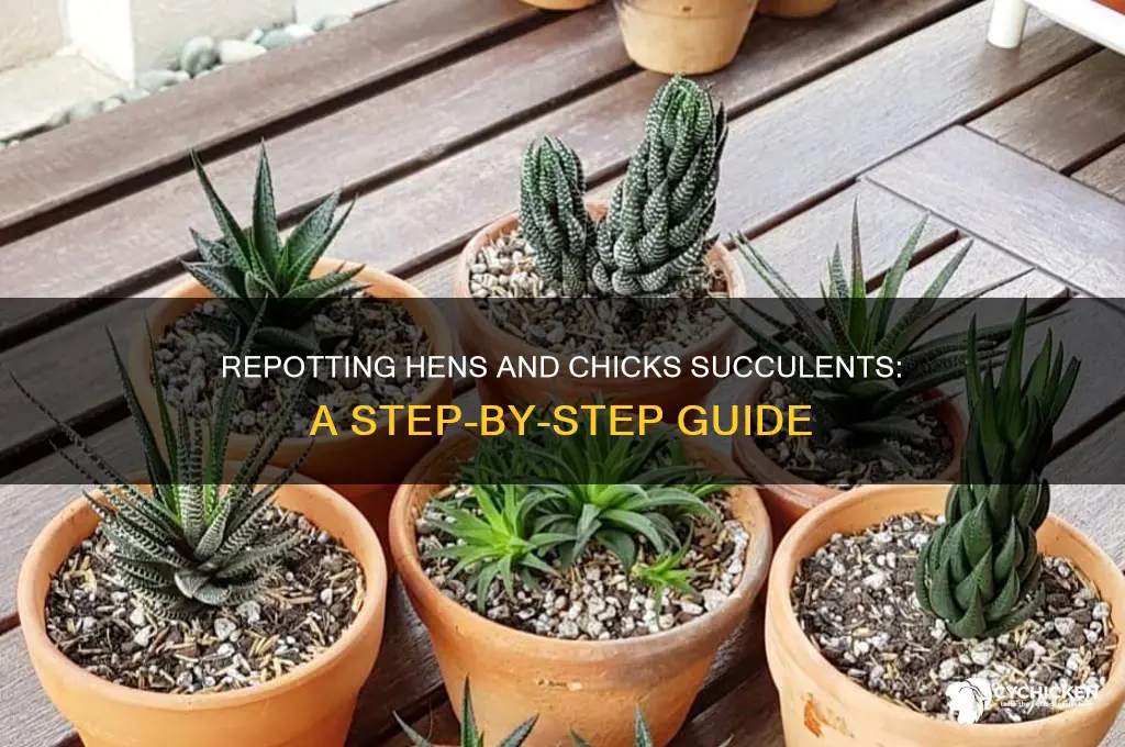 how to repot hens and chicks succulents