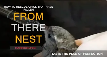 Saving Chicks: What to Do When They Fall