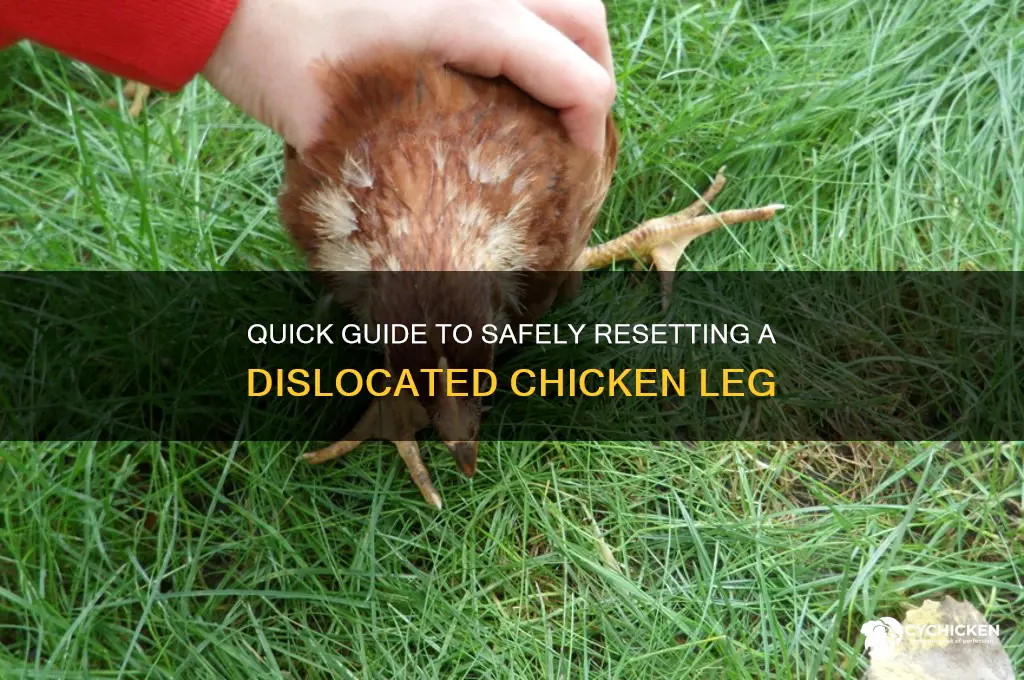 how to reset a dislocated chicken leg