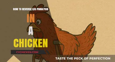 Reversing Chicken Leg Paralysis: Effective Steps for Poultry Recovery