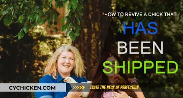 Resuscitating a Shipped Chick: A Step-by-Step Guide to Revival