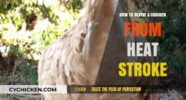 Reviving Chickens from Heat Stroke: Essential Steps for Quick Recovery