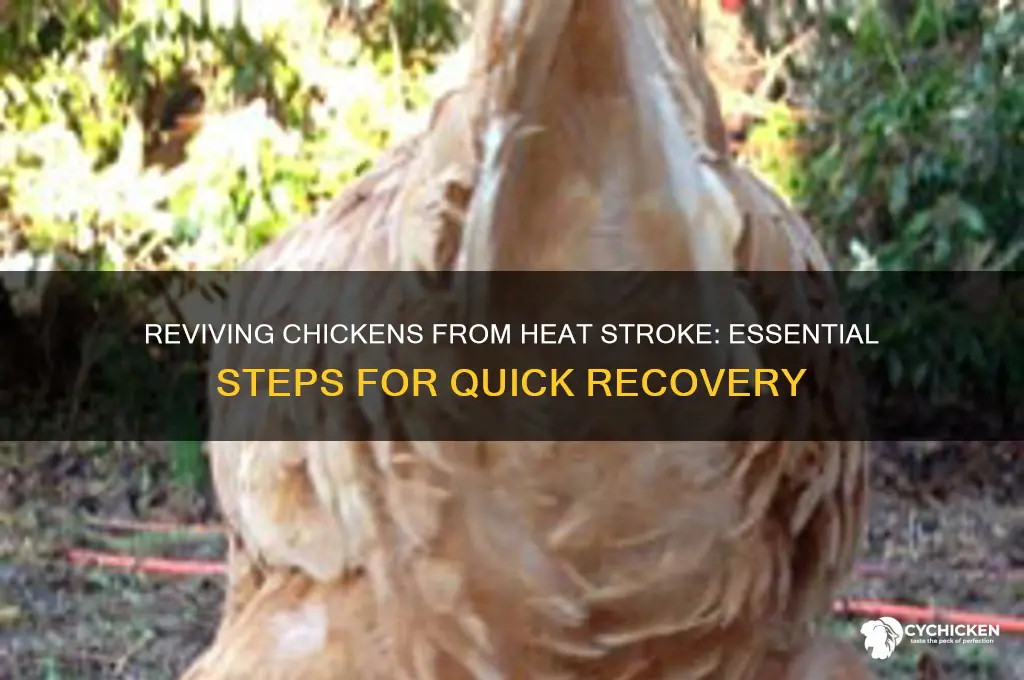 how to revive a chicken from heat stroke