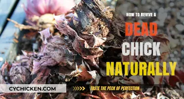 Reviving Dead Chicks Naturally: Gentle Methods to Save Fragile Lives