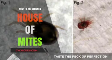 Effective Strategies to Eliminate Mites from Your Chicken Coop