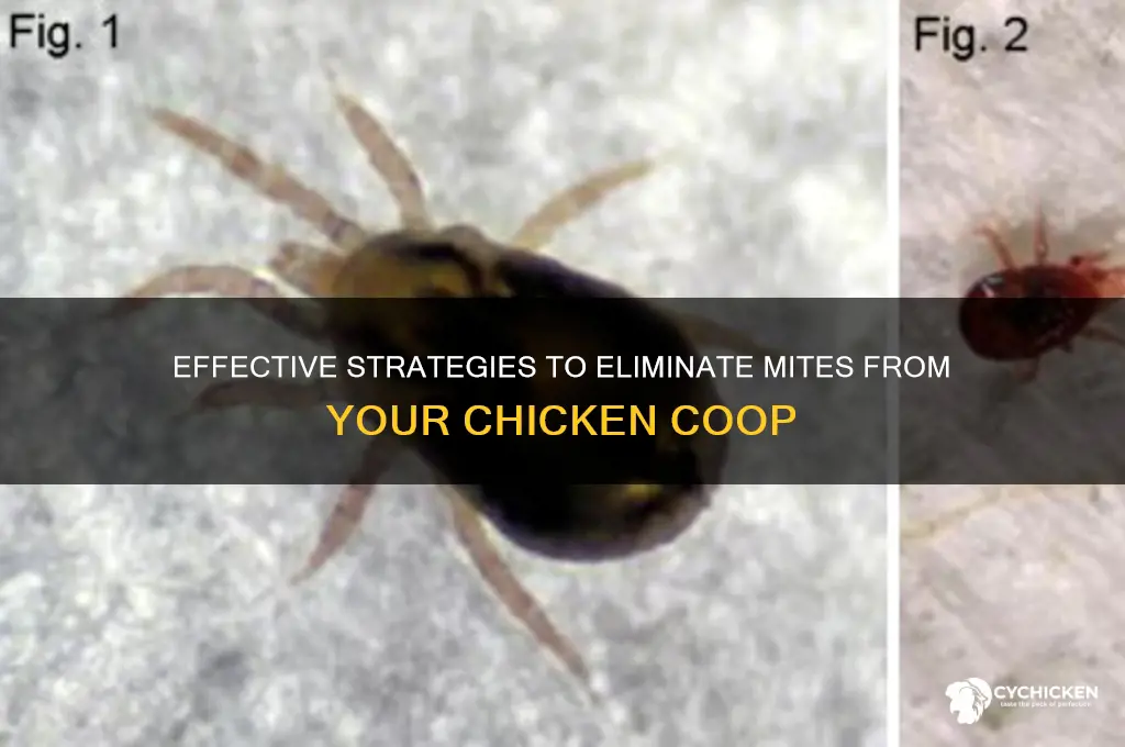 how to rid chicken house of mites