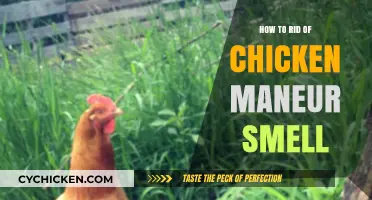 Eliminate Chicken Manure Odor: Effective Tips for a Fresh Environment