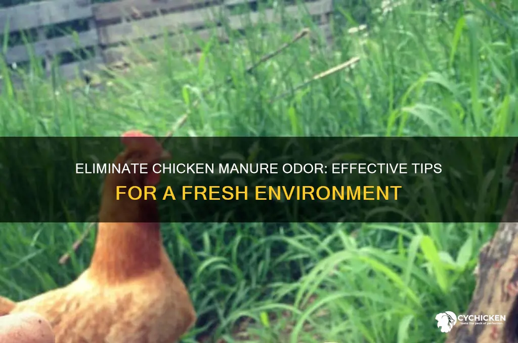 how to rid of chicken maneur smell