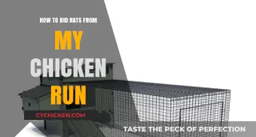 Effective Ways to Keep Rats Out of Your Chicken Run