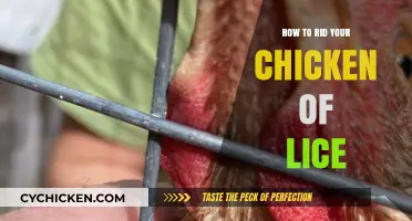 Effective Ways to Eliminate Lice from Your Chickens Naturally