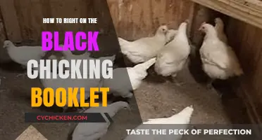 Mastering the Art of Writing on the Black Chicken Booklet