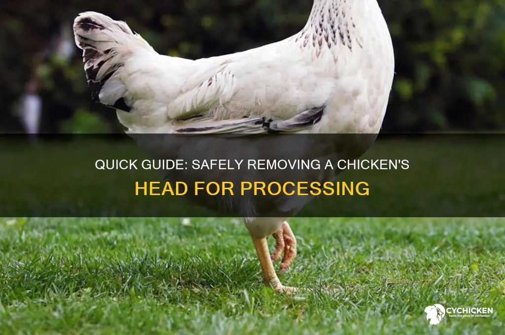 how to ring a chicken