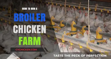 Mastering Broiler Chicken Farming: Essential Tips for Successful Operations