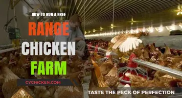 Sustainable Free-Range Chicken Farming: A Beginner's Guide to Success