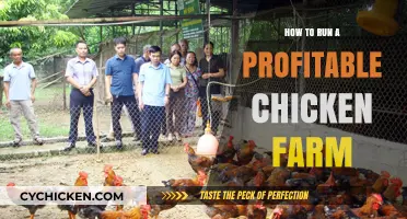 Profitable Chicken Farming: Strategies for Success and Sustainable Growth
