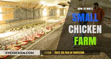 Essential Tips for Starting and Managing Your Small Chicken Farm