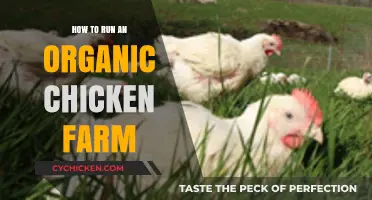 Sustainable Poultry Farming: A Guide to Organic Chicken Production