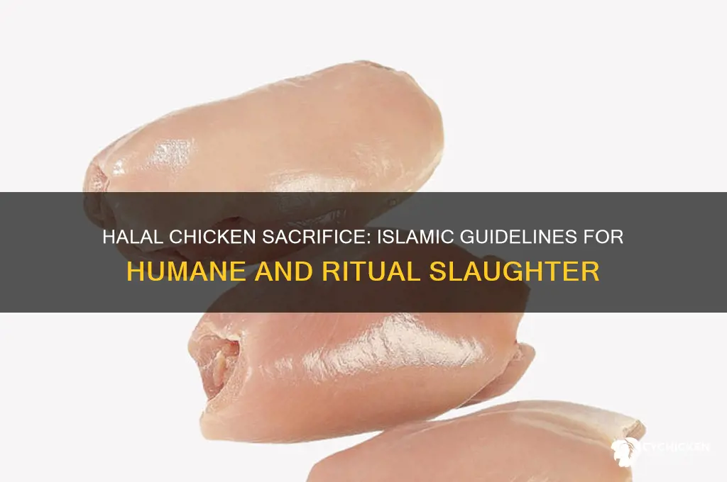 how to sacrifice a chicken in islam