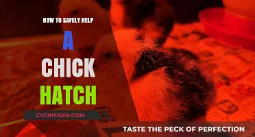 Guiding Baby Birds: Safe Hatching Assistance for Chicks at Home