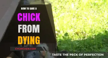 Emergency Chick Care: Quick Steps to Save a Dying Chick
