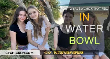 Saving a Chick: Water Bowl Rescue Mission