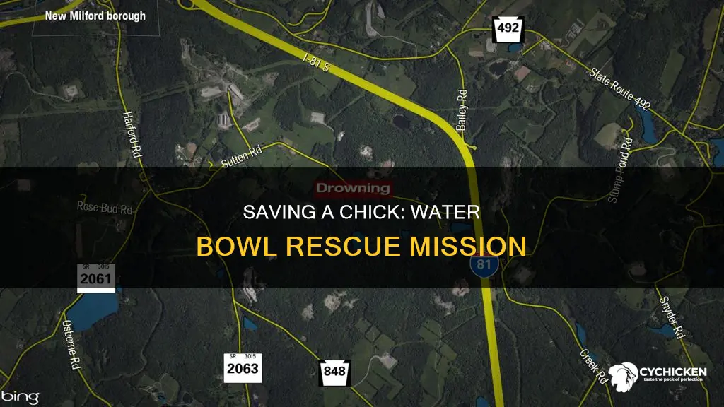 how to save a chick that fell in water bowl