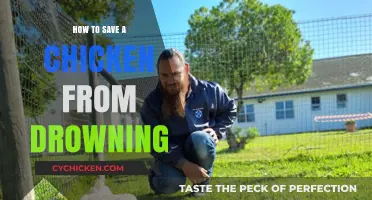 Quick Tips to Rescue a Chicken from Drowning Safely