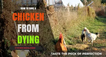 Emergency Chicken Care: Quick Steps to Save a Dying Chicken