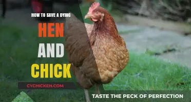 Reviving Your Flock: Essential Steps to Save Dying Hens and Chicks