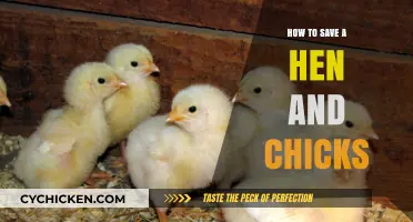Saving Hen and Chicks: Essential Tips for Healthy Succulent Care
