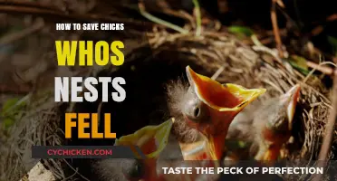 Saving Fallen Nest Chicks: Quick Steps to Rescue and Care