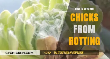 Preventing Chick Rot: Essential Tips to Save Hen Chicks Effectively